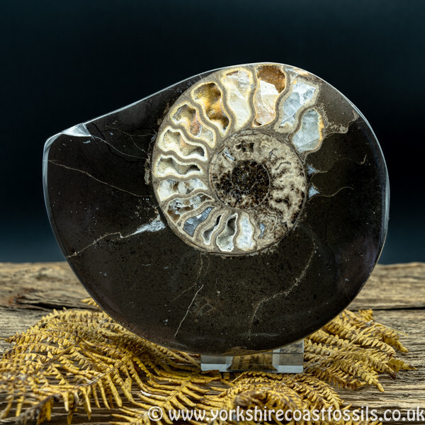 Cut & Polished Whitby Ammonite 057 - Cut & Polished Whitby Ammonite Pairs