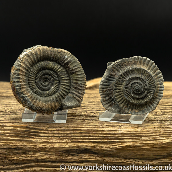 amm1448 Dactylioceras commune nodule - Yorkshire Ammonites