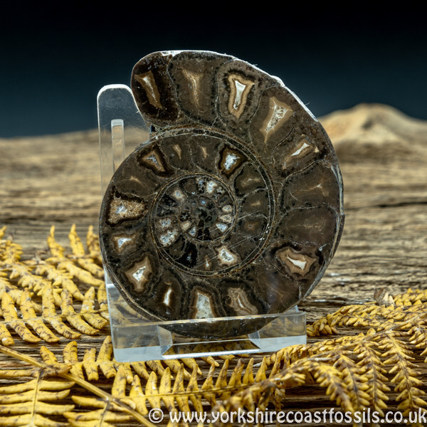 Cut & Polished Whitby Ammonite 050 - Cut & Polished Whitby Ammonite Pairs