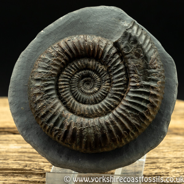 Sold amm1427 Dactylioceras commune - Yorkshire Ammonites