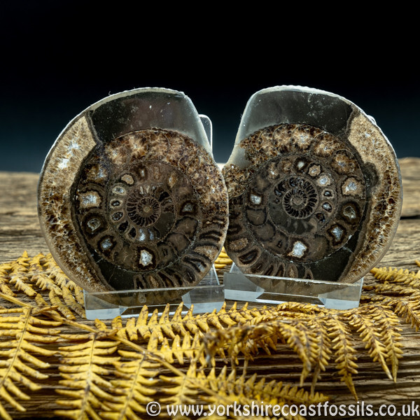 Cut & Polished Whitby Ammonite 046 - Cut & Polished Whitby Ammonite Pairs