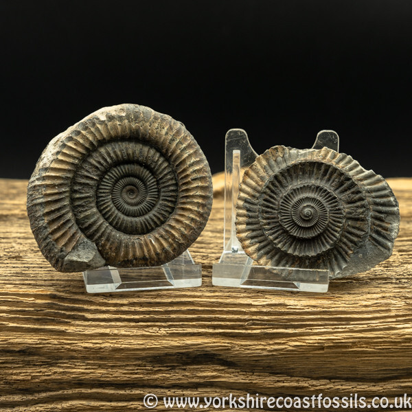 amm1450 Dactylioceras commune nodule - Yorkshire Ammonites