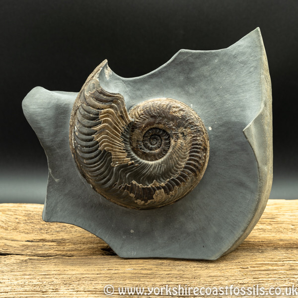 Fossil Art