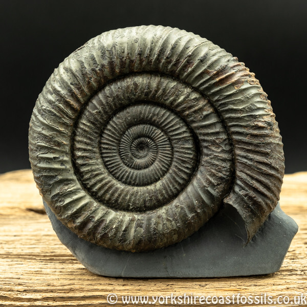 amm1425 Dactylioceras athleticum - Yorkshire Ammonites