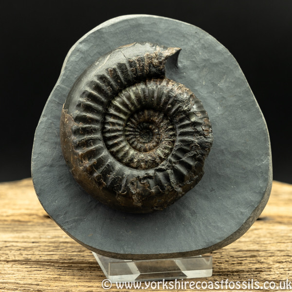 amm1419 Nodicoeloceras crassoides - Yorkshire Ammonites