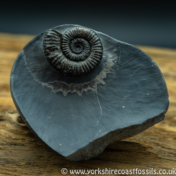 Sold amm 1406 Nodicoeloceras sp - Yorkshire Ammonites