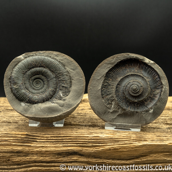 amm1431 Dactylioceras tenuicostatum - Yorkshire Ammonites
