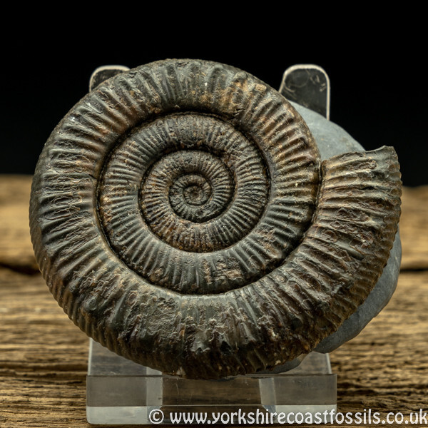 amm1435 Peronoceras fibulatum - Yorkshire Ammonites
