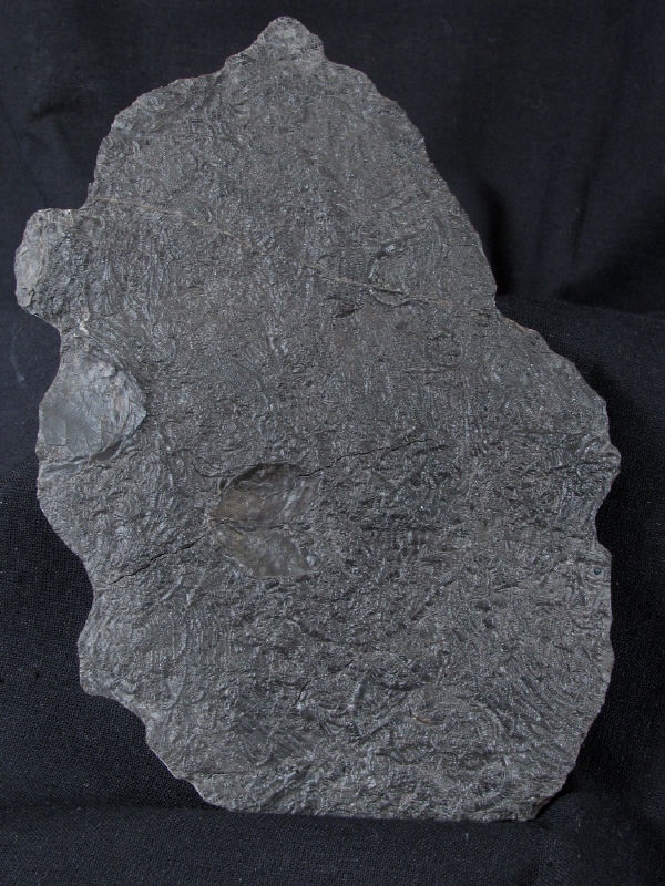 crd009 Pentacrinites dichotomus - Yorkshire Crinoids