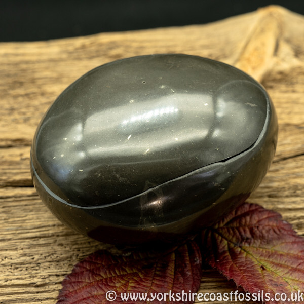Polished Whitby Ammonite Nodule 036 - Polished Whitby Ammonite Nodules