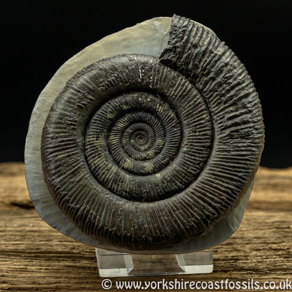 amm1438 Dactylioceras tenuicostatum - Yorkshire Ammonites