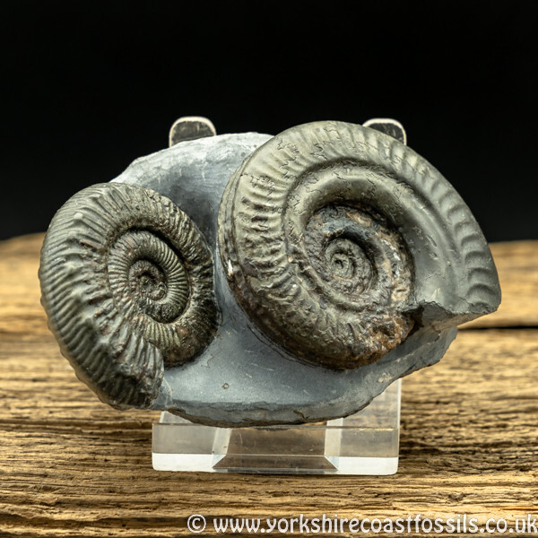 Sold amm1440 Hildoceras Bifrons & Peronoceras fibulatum - Yorkshire Ammonites