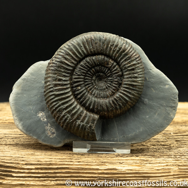 Sold amm1420 Catacoeloceras raquinianum - Yorkshire Ammonites