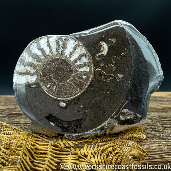 Cut & Polished Whitby Ammonite 056 - Cut & Polished Whitby Ammonite Pairs