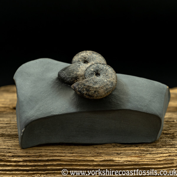 amm1443 Pyhlloceras heterophyllum - Yorkshire Ammonites