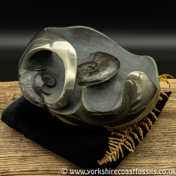 Sold cb232 polished pyrite Ammonite Sculpture - Polished Pyrite Cannon Balls