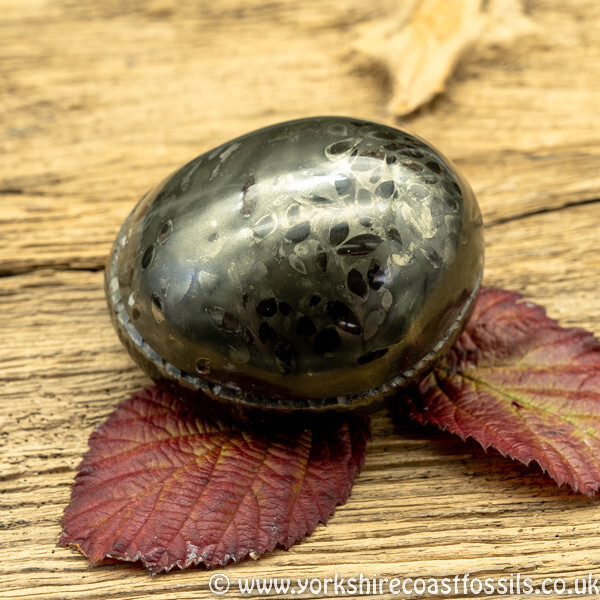 Polished Whitby Ammonite Nodule 028 - Polished Whitby Ammonite Nodules
