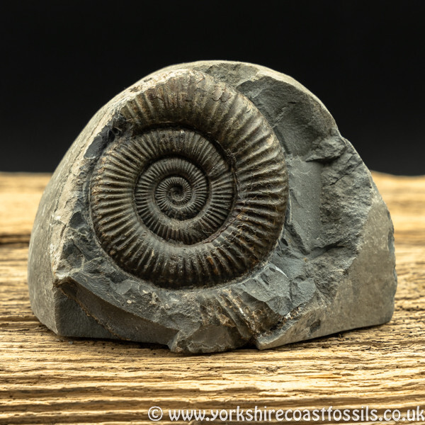 Sold amm1459 Dactylioceras commune - Yorkshire Ammonites