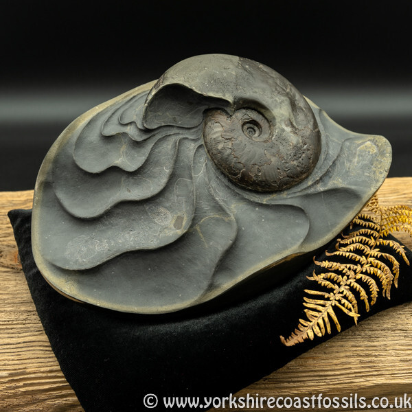 Sold cb230 polished pyrite Ammonite Sculpture - Polished Pyrite Cannon Balls
