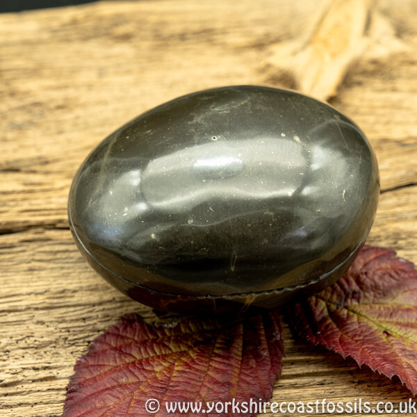Polished Whitby Ammonite Nodule 030 - Polished Whitby Ammonite Nodules