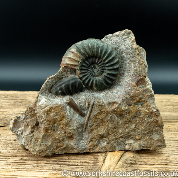 Sold scun 156 Aegasteroceras sp - Scunthorpe Fossils