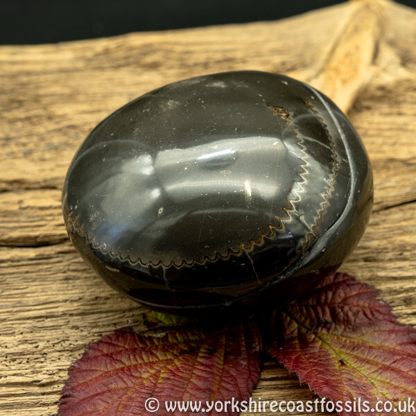 Polished Whitby Ammonite Nodule 035 - Polished Whitby Ammonite Nodules