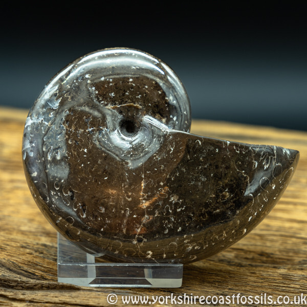 amm 1409 Phylloceras heterophyllum - Yorkshire Ammonites