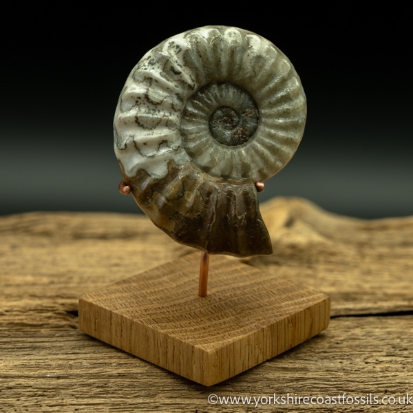 scun 169 Aegasteroceras sp - Scunthorpe Fossils