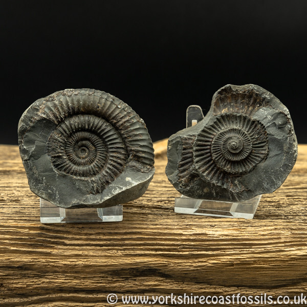 amm1447 Dactylioceras commune nodule - Yorkshire Ammonites