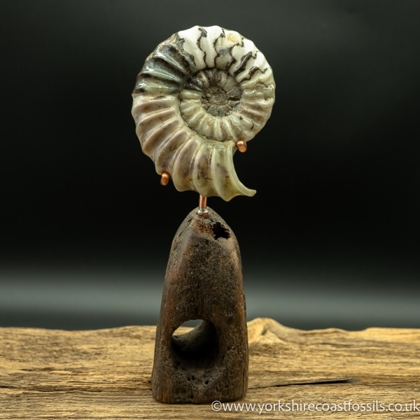Sold scun 170 Aegasteroceras sp - Scunthorpe Fossils