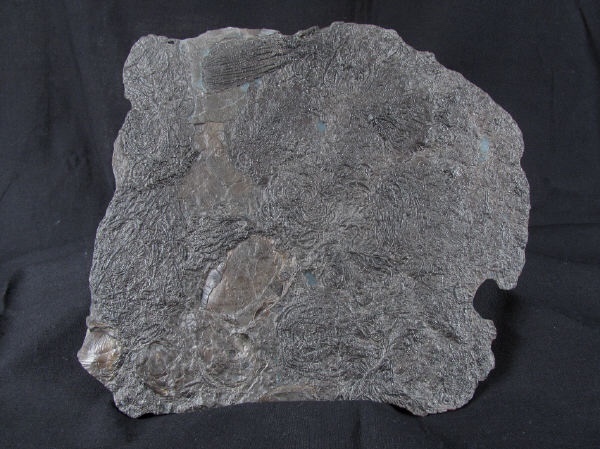 crd013 Pentacrinites dichotomus - Yorkshire Crinoids