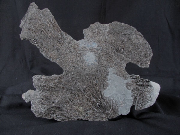 crd014 Pentacrinites dichotomus - Yorkshire Crinoids
