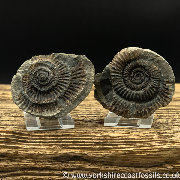 amm1449 Dactylioceras commune nodule - Yorkshire Ammonites