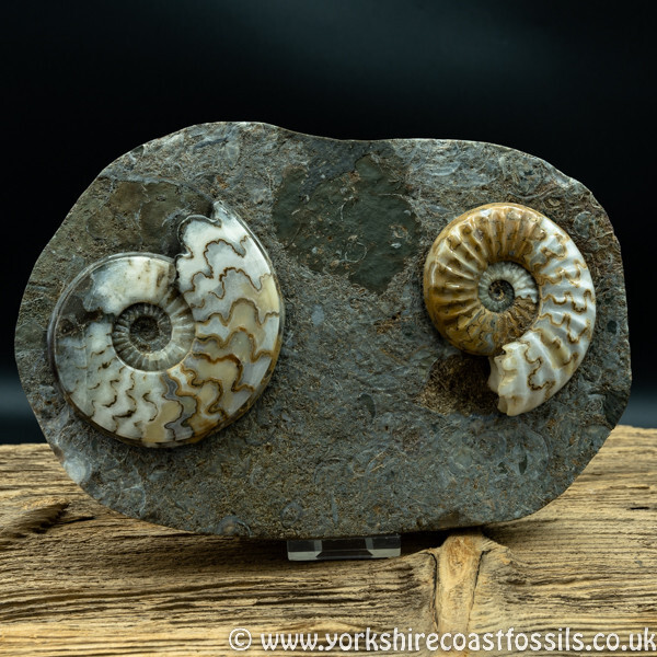 Sold scun 151 Eparietites impendens & Aegasteroceras sp - Scunthorpe Fossils