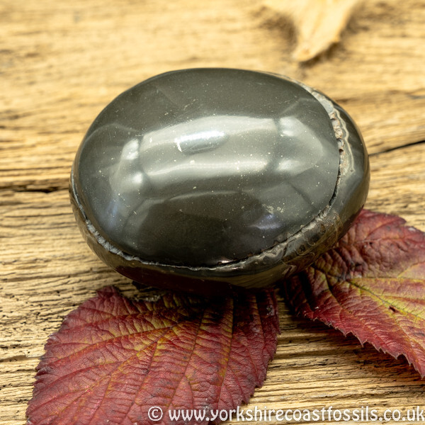Polished Whitby Ammonite Nodule 031 - Polished Whitby Ammonite Nodules