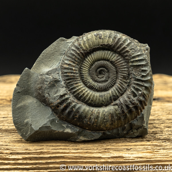 amm1454 Dactylioceras commune - Yorkshire Ammonites
