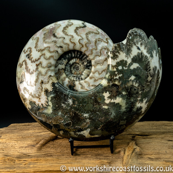 Sold scun 155 Eparietites impendens - Scunthorpe Fossils
