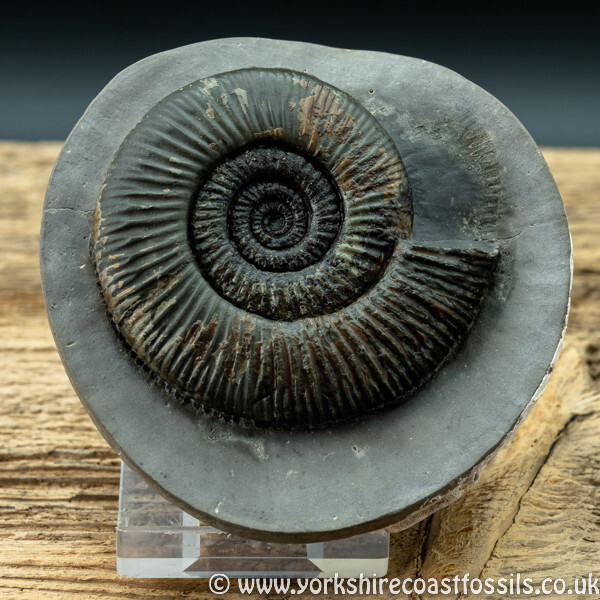 amm 1415 Dactylioceras semicelatum - Yorkshire Ammonites