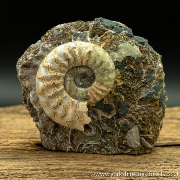 scun 168 Aegasteroceras sp - Scunthorpe Fossils