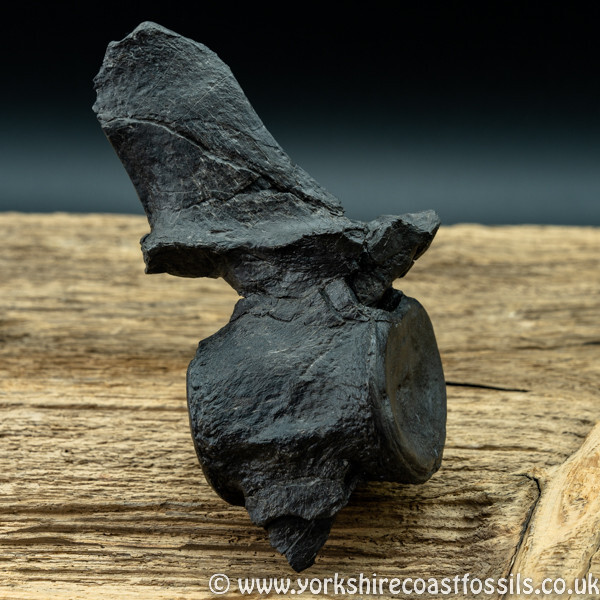 Sold vert198 Plesiosaur sp vertebrea - Yorkshire Vertebrates