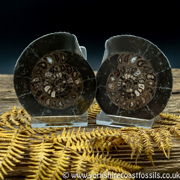 Cut & Polished Whitby Ammonite 042 - Cut & Polished Whitby Ammonite Pairs