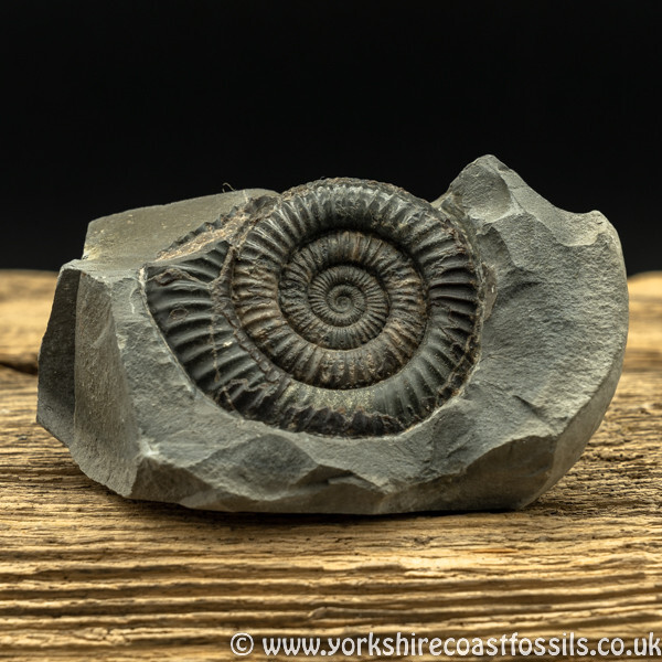 amm1457 Dactylioceras commune - Yorkshire Ammonites