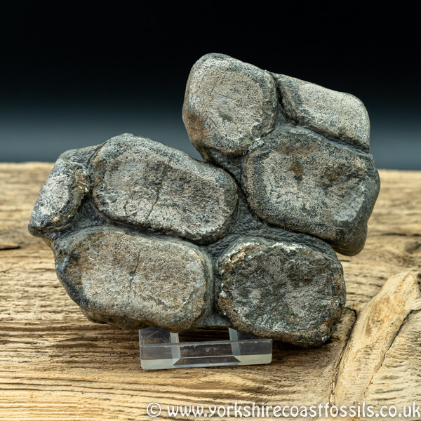 Sold vert192 Ichthyosaurus sp paddle digits - Yorkshire Vertebrates