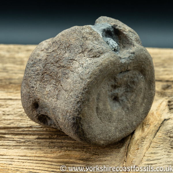 Sold vert194 Plesiosaur sp vertebrea - Yorkshire Vertebrates