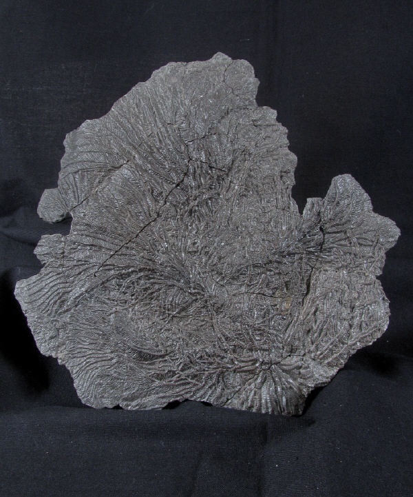 crd010 Pentacrinites dichotomus - Yorkshire Crinoids