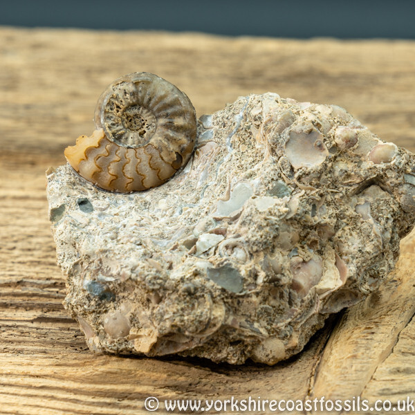 Sold scun 158 Aegasteroceras sp - Scunthorpe Fossils