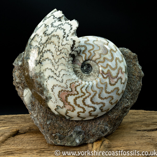 Sold scun 153 Eparietites denotatus - Scunthorpe Fossils