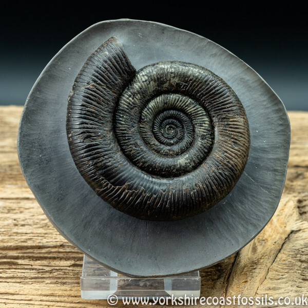 Sold amm 1412 Dactylioceras tenuicostatum - Yorkshire Ammonites