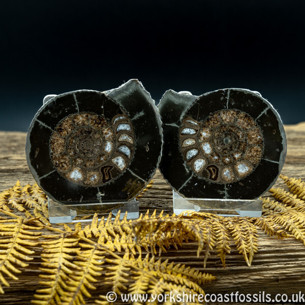 Cut & Polished Whitby Ammonite 039 - Cut & Polished Whitby Ammonite Pairs