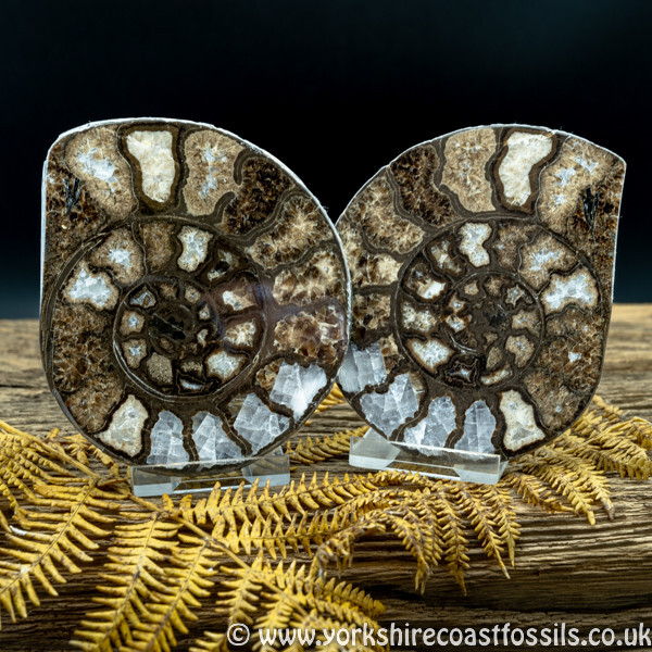 Sold Cut & Polished Whitby Ammonite 053 - Cut & Polished Whitby Ammonite Pairs